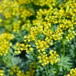 Arruda 50g - Image 2